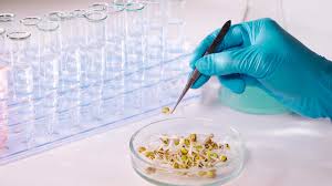 Genetically modified foods seem to be the future of viable crops and food because the modifications have. Gmo And Non Gmo Pros And Cons Proterra Foundation