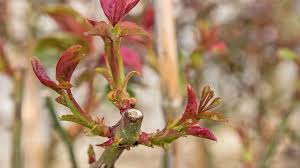 Meist genügt es, eine dicke schicht erde anzuhäufeln und den fuß der rose mit fichtenreisig abzudecken. Geholze Rosen Und Straucher Im Fruhling Schneiden Ndr De Ratgeber Garten