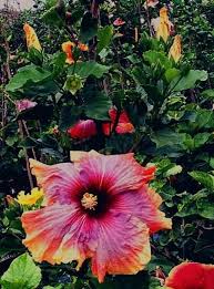 Image result for Hibiscus ludwigii