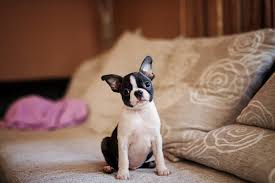 Image result for boston terrier