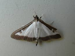 N'hésitez pas à traiter certains buis qui vous semblent mort, vous. Pyrale Du Buis Lorsqu Il Est Trop Tard Pyrale Be