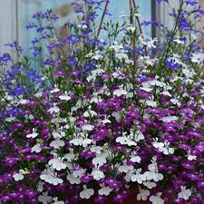 Uitbundig bloeiende zomerbloeiers in allerlei kleuren en varianten. Hangpot Met Zomerbloeiers Tuinplanten Den Kreupel