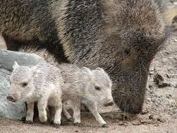 More Baby Javelinas A Unique Animal Now Fairly Common In Az Baby Animals Animals Cute Funny Animals
