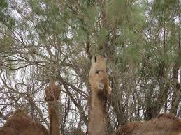 Among them is the ability to go a long time without drinking water and the ability to drink large quantities of water. The Holyoaks In The Holy Land Camels