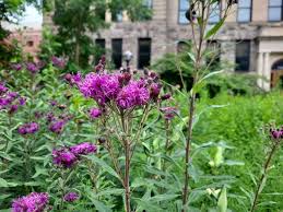 Image result for Vernonia undulata