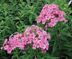 Pin On Flower Gardening
