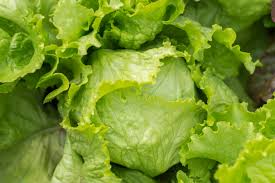 Maybe you would like to learn more about one of these? What Is Crispino Lettuce Learn About Growing Crispino Iceberg Lettuce