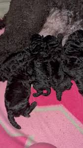 Babies! just had tails...