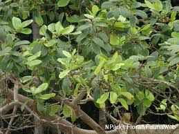 Image result for Xylocarpus