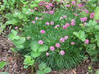 Some types of crocuses are cultivated to flower in the fall, winter, or spring. Short Grass Like Plant With Purple Flowers Google Search Plants Purple Flowering Plants Garden Helpers