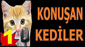 Konusan Kediler 12 En Komik Kedi Videolari By Konusan Kediler