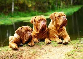 Faith Com Inspiring Videos That Foster Faith In Our Daily Lives French Mastiff Puppies British Mastiff Bordeaux Dog