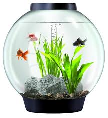 Untuk itulah pentingnya memperbanyak bakteri sebelum menambahkan ikan ke dalam aquarium agar ada yang bisa menguraikan amonia menjadi zat yang lebih aman untuk ikan. Jenis Ikan Hias Yang Dapat Dipelihara Dalam Toples Kecil Atau Akuarium Mini