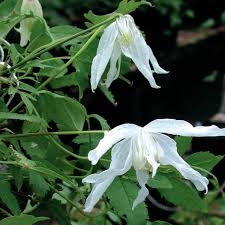 In warmer climates, this plant is evergreen. Clematis Macropetala White Swan Clearview Horticultural Products