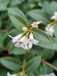 Image result for Fuerstia angustifolia