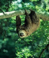 For sloths price, it could range from as much as $700 to $4 000. Explainer House Call What Does Sloth Meat Taste Like