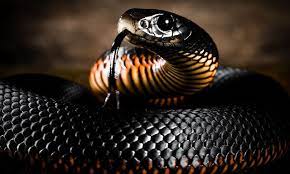 Red Belly Black By Ozzieimages On Flickr Black Mamba Snake Snake Wallpaper Mamba Snake