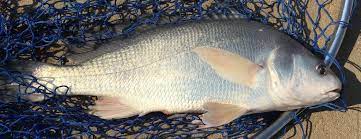 The River King Fish File Freshwater Drum Fish River Fresh Water
