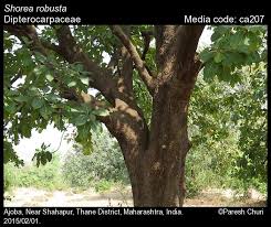 Image result for Terminalia macroptera