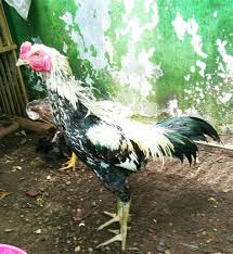 Apabila ayam ber'ules wido cepaka (bulu ayam yang berwarna putih kehijauan), buntut mubal (ekor ayam yang terdiri atas. Warna Ayam Pamangon Wido Yang Bagus Ayam Kate Dan Serama Jogja Yogyakarta Jualo Warna Ayam Pamangon Wido Yang Bagus Megan Harianti