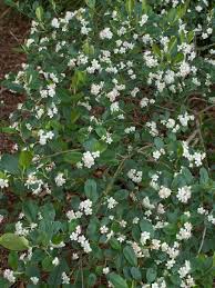 Berry trees are natural sources of berries and red berries on proteus 2. Aronia Berry For Sale Treetime Ca