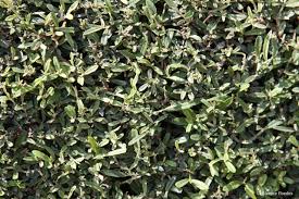 Image result for Buddleja saligna