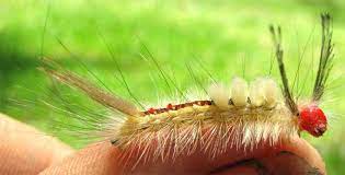 Jun 29, 2021 · you can usually find white admiral caterpillars on aspen, birch, willow, and cherry trees. North American Caterpillar Identification Owlcation