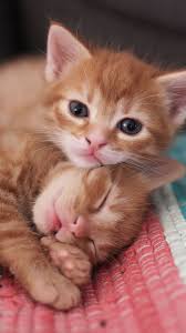 Download 720x1280 Wallpaper Cute Kittens Pet Stare Samsung Galaxy Mini S3 S Kittens Cutest Adorable Kittens Funny Cute Cats