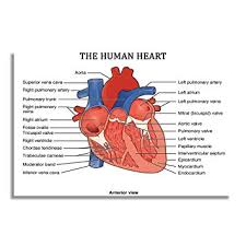 Nii The Human Heart Anterior View Education Paper Poster And