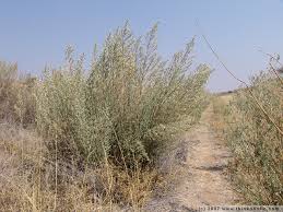 Image result for Pechuel-Loeschea leubnitziae