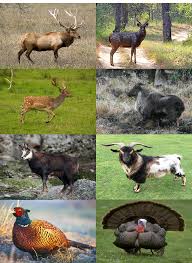 56,094 likes · 811 talking about this. New Zealand Species Idea For A Hopefully Upcoming Game Reserve Thehunter