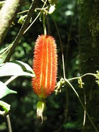 Image result for Raphidiocystis