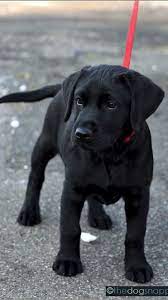 cute an immersive guide by willow quin