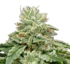Ztan Lee — Genetics — 710 Labs