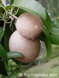 Image result for Manilkara zapota