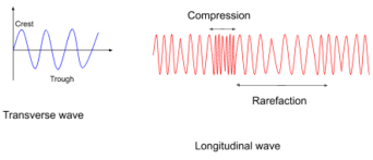 Longitudinal waves and transverse waves. State Whether True Or False Sound Waves Are Transverse Class 9 Physics Cbse