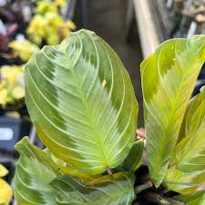 Image result for calathea