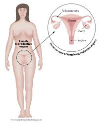 Image result for how to insert male organ into female organ