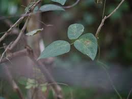 Image result for Dolichos trilobus