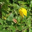 Clematis tangutica, the golden clematis, is a species of flowering plant in the family ranunculaceae. Tungusen Waldrebe Clematis Tangutica Blaetter Aus Dem Online Herbarium Von Ursula Burri