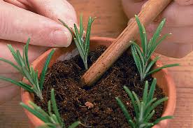Image result for rosemary cuttings