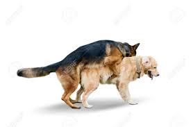 Greatbigcanvas.com has been visited by 100k+ users in the past month Image Of German Shepherd Dog Mating With Retriever Dog In The Studio Isolated On White Background Stock Photo Picture And Royalty Free Image Image 119878281