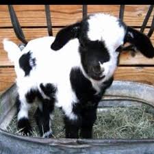 Baby Goat In A Bucket Yes Please Sliczne Male Zwierzatka Najslodsze Zwierzeta Zwierzeta Hodowlane