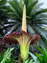 Pin By Charmaine Bentley On Natural Processes In 2021 Endangered Plants United States Botanic Garden Corpse Flower