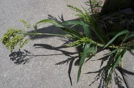 Image result for Panicum miliaceum
