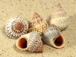 Image result for Pycreus muricatus