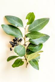 Image result for Apodytes dimidiata