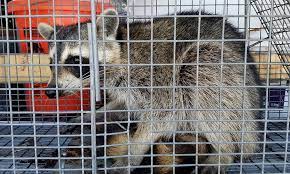 Raccoon Removal