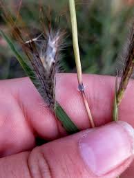 Image result for Dichanthium sericeum