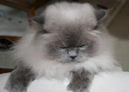 This page contains affiliate links. 8 Gray Cat Breeds Longhair Shorthair Tabby Bluish